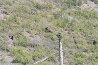 Yellowstone NP