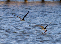 South Padre Island-_MAK9528