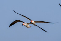 South Padre Island-_MAK9537