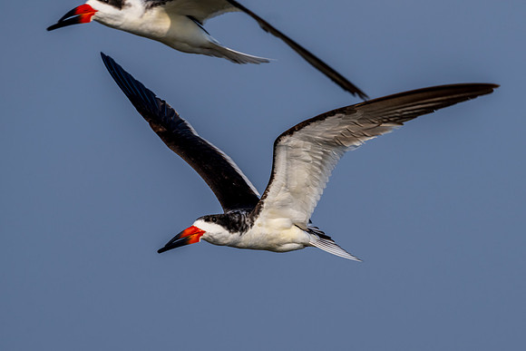 South Padre Island-_MAK9546
