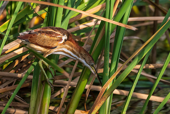 South Padre Island-_MAK9632