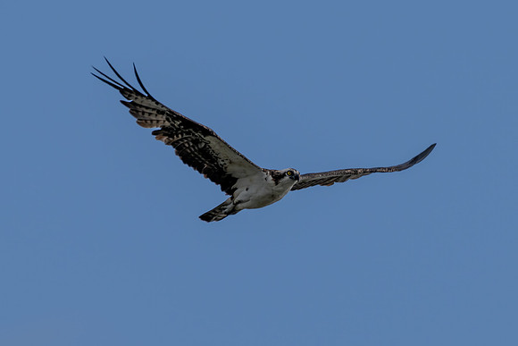 South Padre Island-_MAK9790