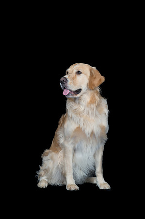 Goose-Spirits Goldens-089