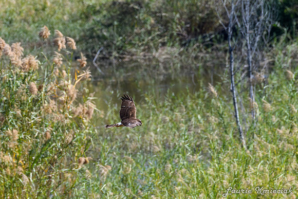 Bentsen-Rio Grande State ParkLAK_1643