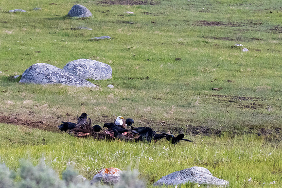 Yellowstone _MAK0109