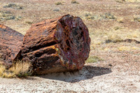 Petrified Forest-MAK_6351
