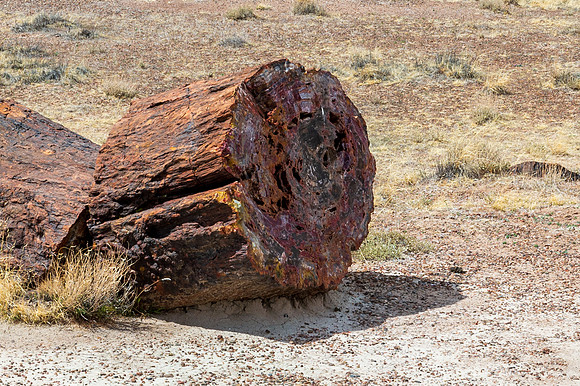 Petrified Forest-MAK_6351