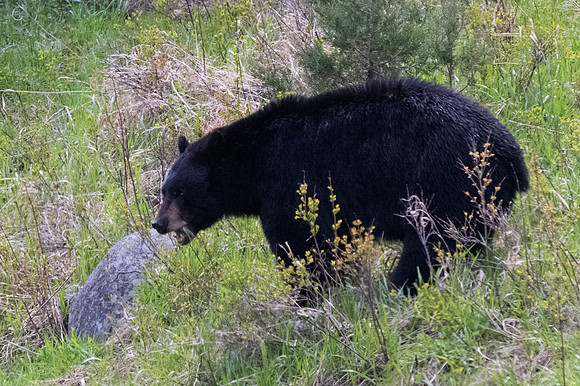 Yellowstone _MAK0442