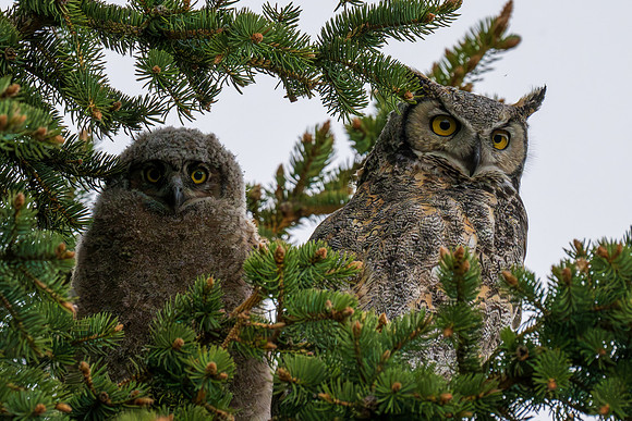 Yellowstone _MAK5661-Enhanced-NR