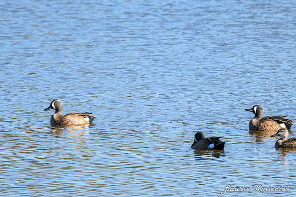 Edinburg Scenic Wetlands-LAK_3620
