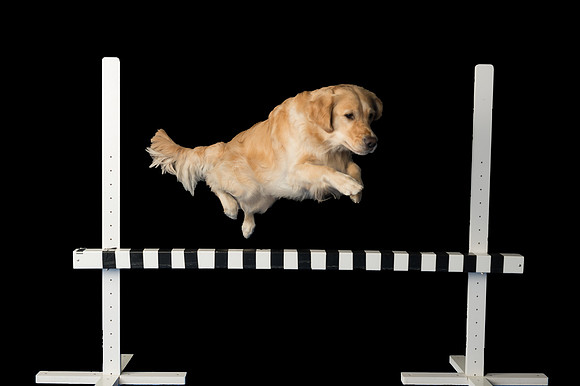 Goose-Spirits Goldens-014