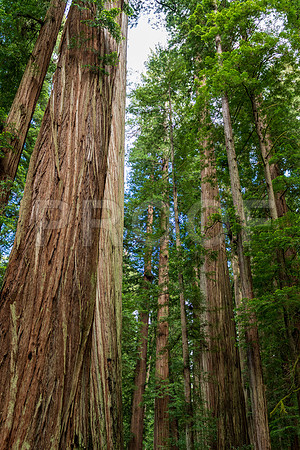 Crescent City CALAK_1129