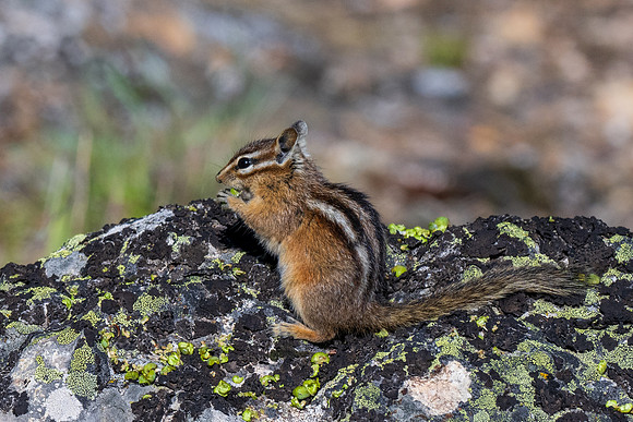 Yellowstone _MAK4162