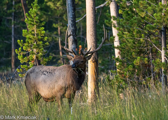 Yellowstone NP-_MAK1401