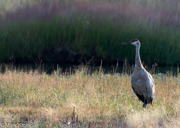 Yellowstone NP-_MAK1685