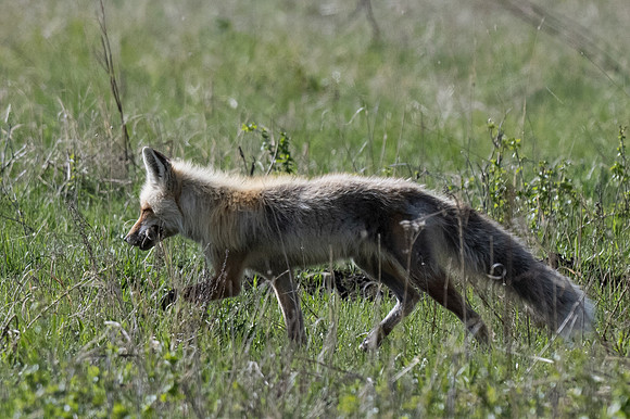 Yellowstone _MAK4422