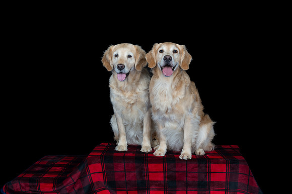 Group-Spirits Goldens-145