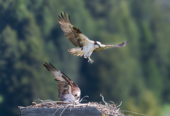 Osprey _MAK6056-Enhanced-NR