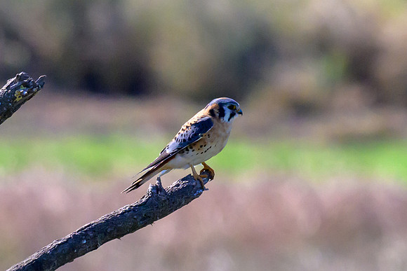 Santa Ana National Wildlife Refuge-_MAK2422