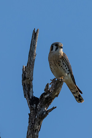 Santa Ana National Wildlife Refuge-_MAK2526