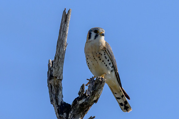 Santa Ana National Wildlife Refuge-_MAK2530