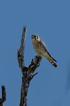 Santa Ana National Wildlife Refuge-_MAK2518