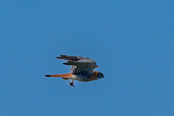 Santa Ana National Wildlife Refuge-_MAK2566