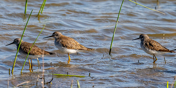 Santa Ana National Wildlife Refuge-_MAK2334