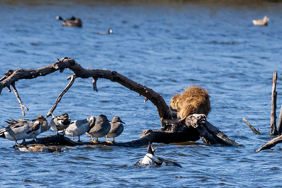Santa Ana National Wildlife Refuge-_MAK2549