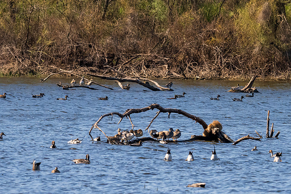 Santa Ana National Wildlife Refuge-_MAK2543