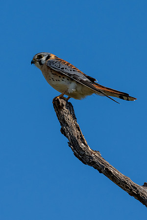 Santa Ana National Wildlife Refuge-_MAK2654