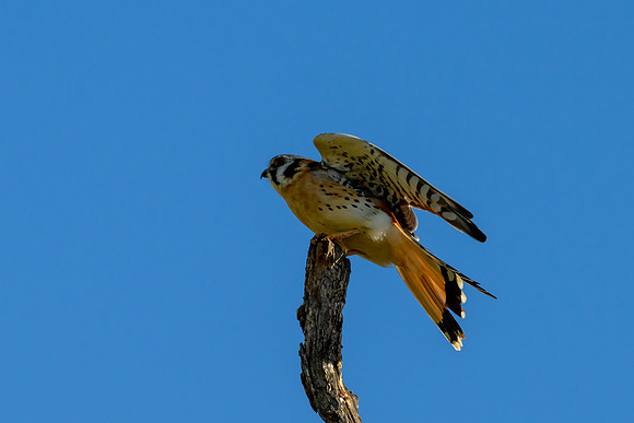Santa Ana National Wildlife Refuge-_MAK2682