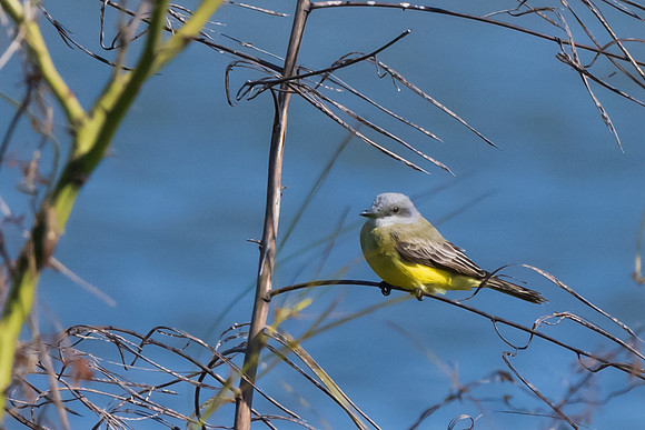 Santa Ana National Wildlife Refuge-_MAK2773
