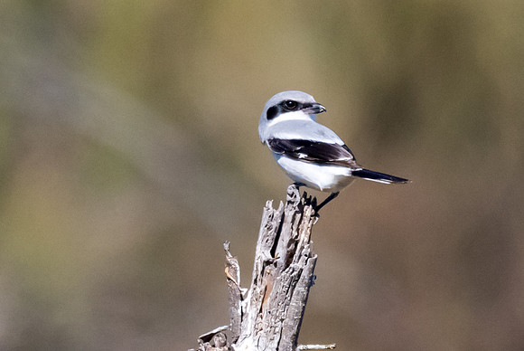 Santa Ana National Wildlife Refuge-_MAK2857