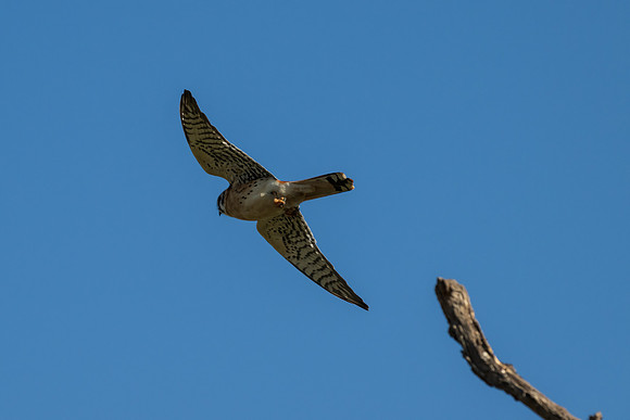 Santa Ana National Wildlife Refuge-_MAK2683
