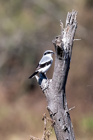 Santa Ana National Wildlife Refuge-_MAK2864