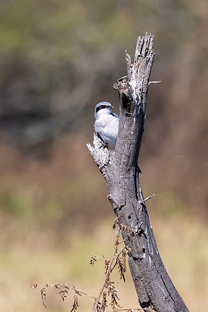 Santa Ana National Wildlife Refuge-_MAK2880