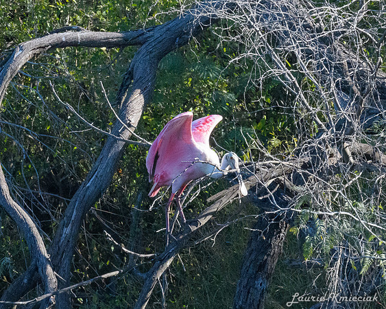 Edinburg Scenic Wetlands-LAK_3583