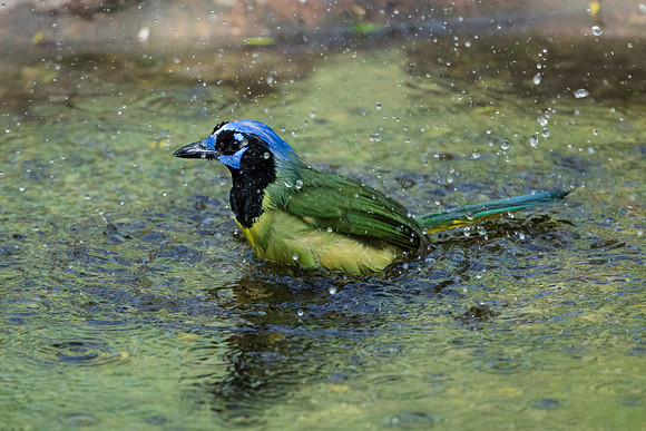 RGV wildlife 2025_MAK0688