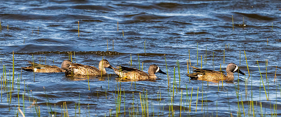 Santa Ana National Wildlife Refuge-_MAK2609