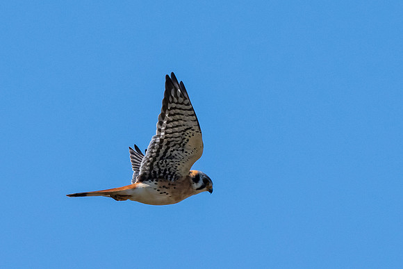 Santa Ana National Wildlife Refuge-_MAK2715