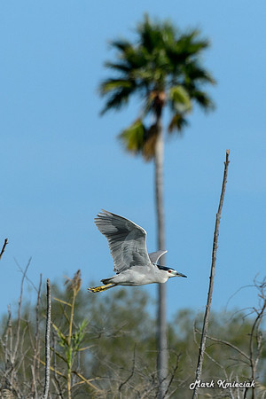 BentsenPalmsRV-MAK_3564