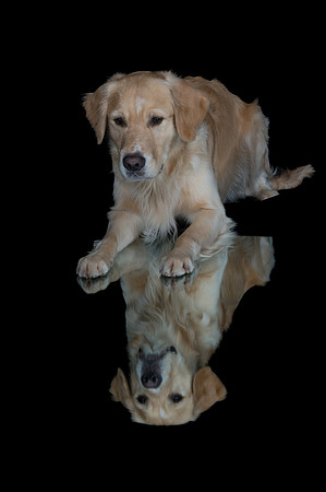 Goose-Spirits Goldens-220