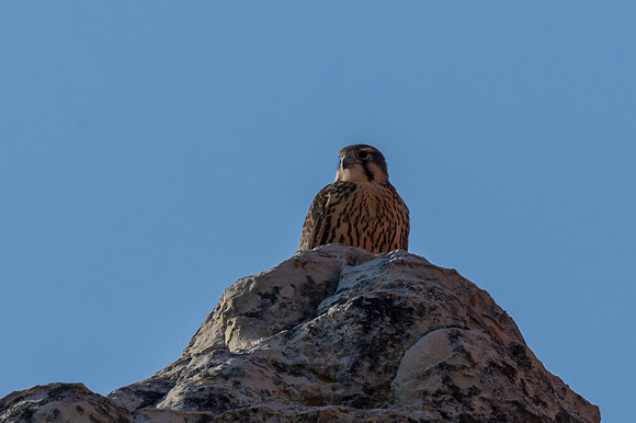 Prairie Falcon _MAK7292-Enhanced-NR