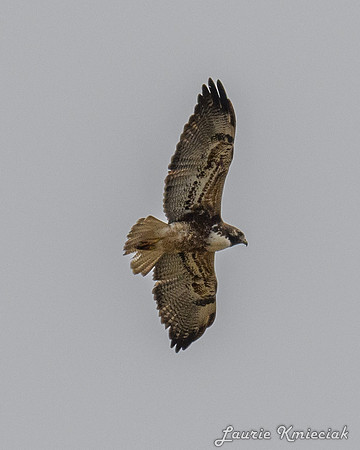 LAK_3905