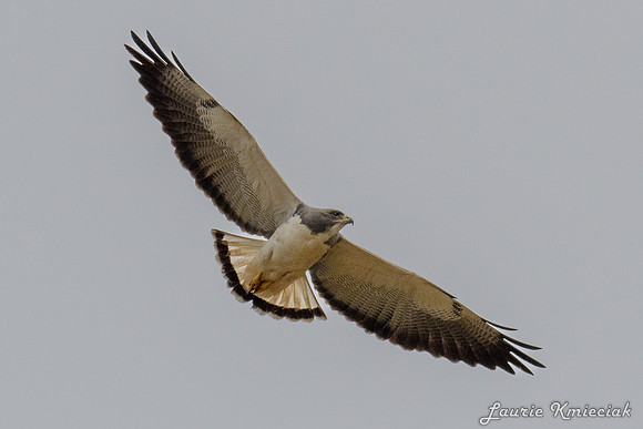 LAK_4021