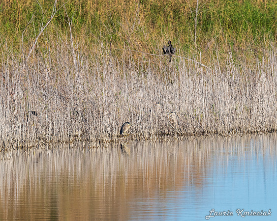 20240204-LAK_4403