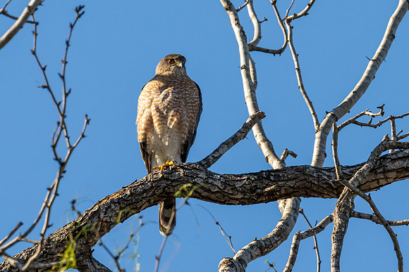 Bentsen-Rio Grande Valley State Park-_MAK5423