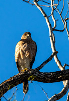 Bentsen-Rio Grande Valley State Park-_MAK5436