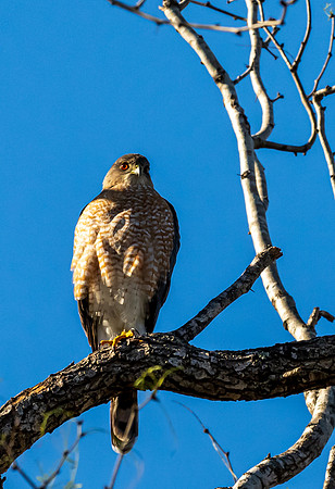 Bentsen-Rio Grande Valley State Park-_MAK5436